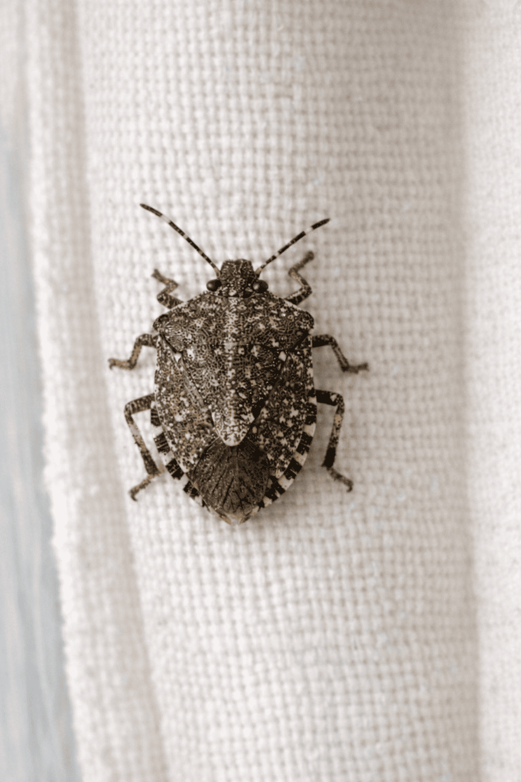 Stink Bug in House