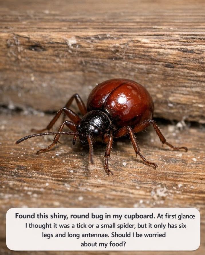 spider beetle in cupboard