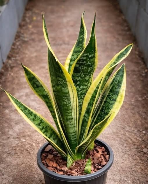 Houseplant Myths and Benefits