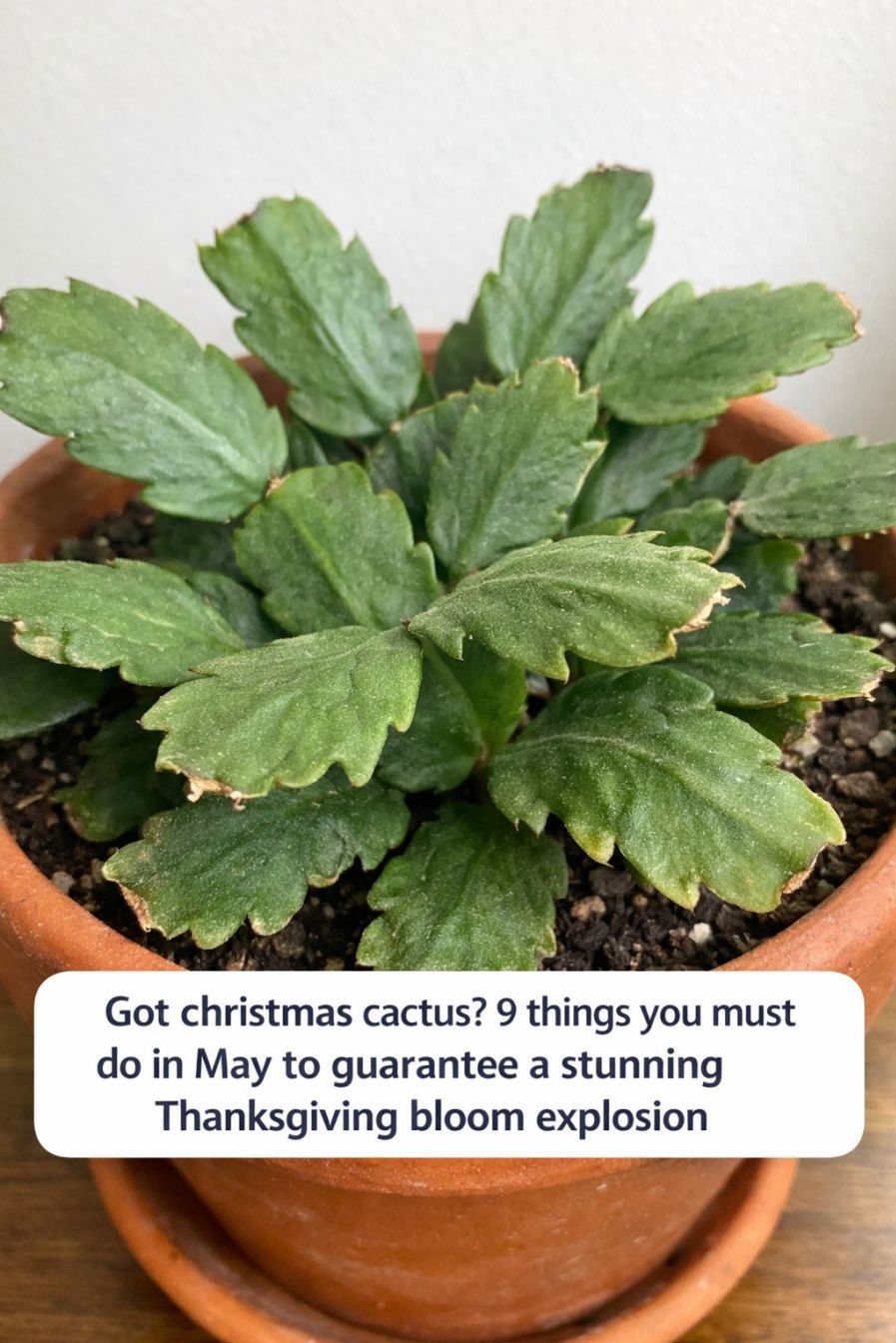 Christmas Cactus Care in May